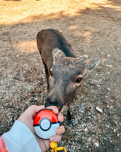 Nara/Osaka Day 3 & 4: Indulging the inner kids in us 🧡

#osaka #nara #japan #travelphotography #travel #narapark #photography...