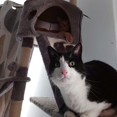 A rare appearance by Badger and his pink nose this caturday! 🐽💓