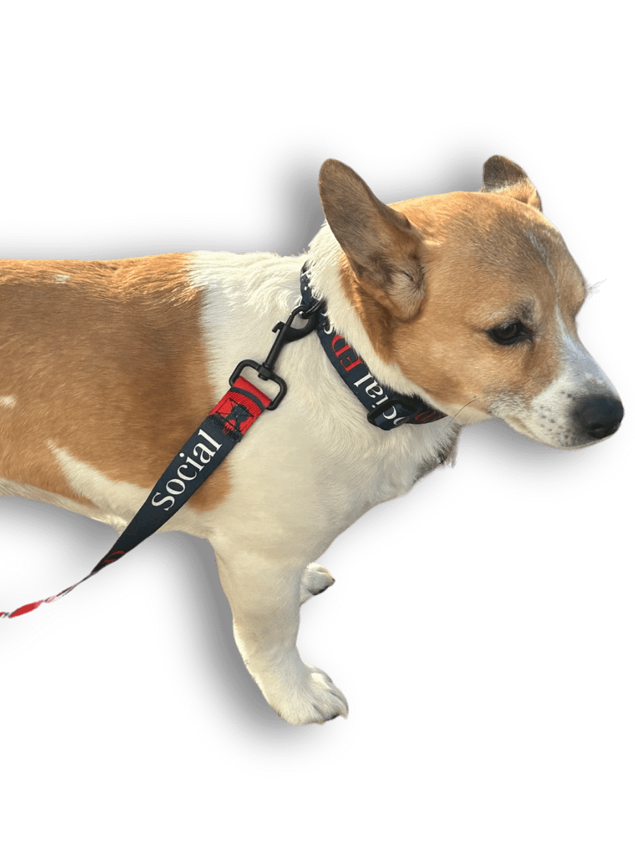Social FD Pet Collar & Leash Set product image (5)