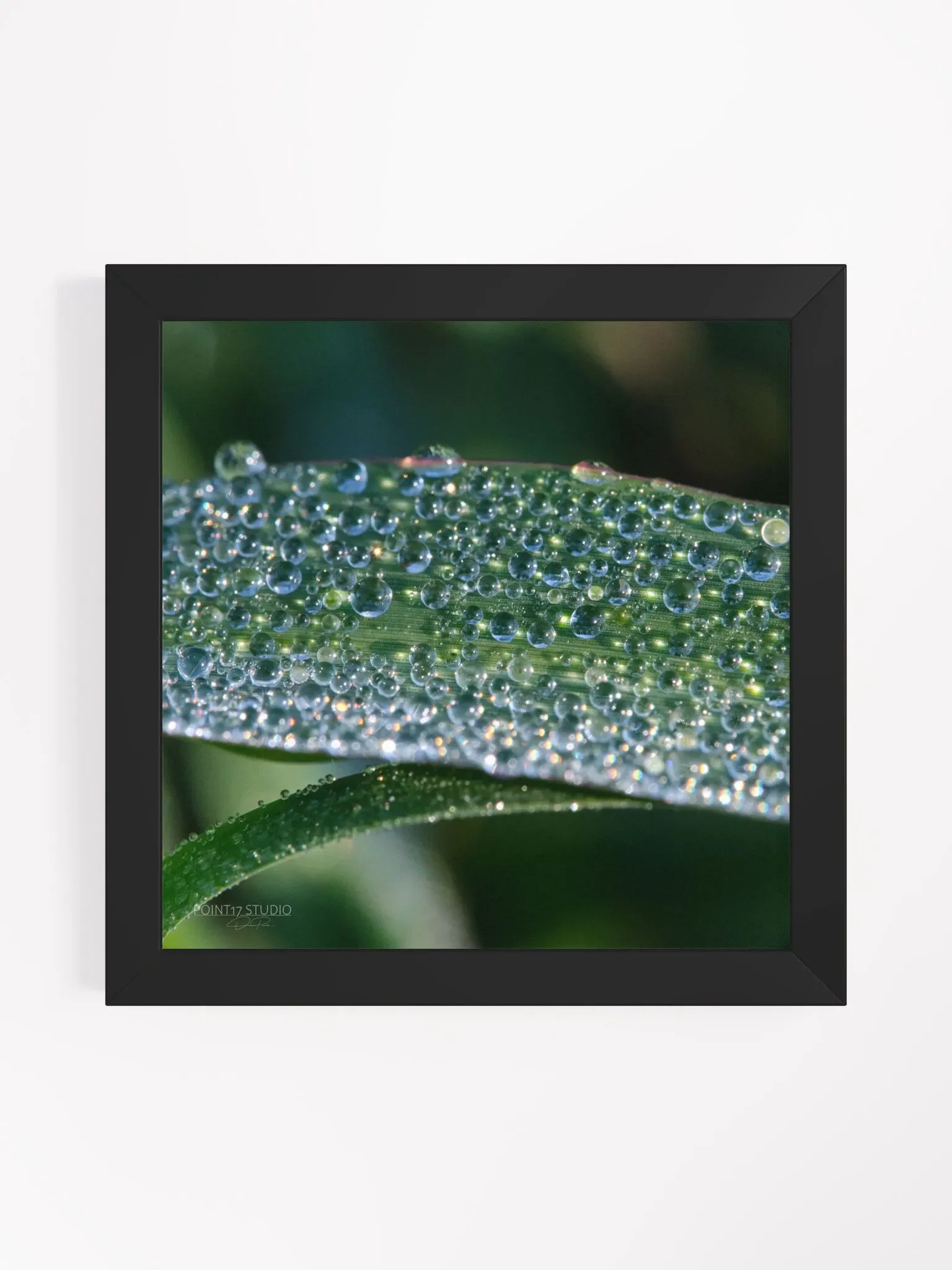 Dew Gems #1 - Framed Print product image (1)