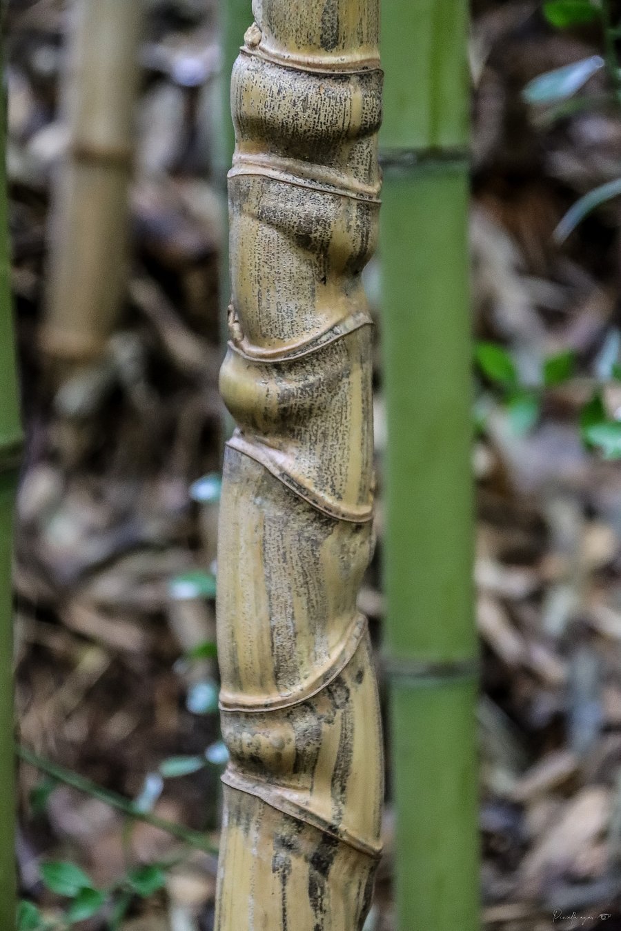 🎍 Fine Art – The Bamboo’s Skin product image (1)