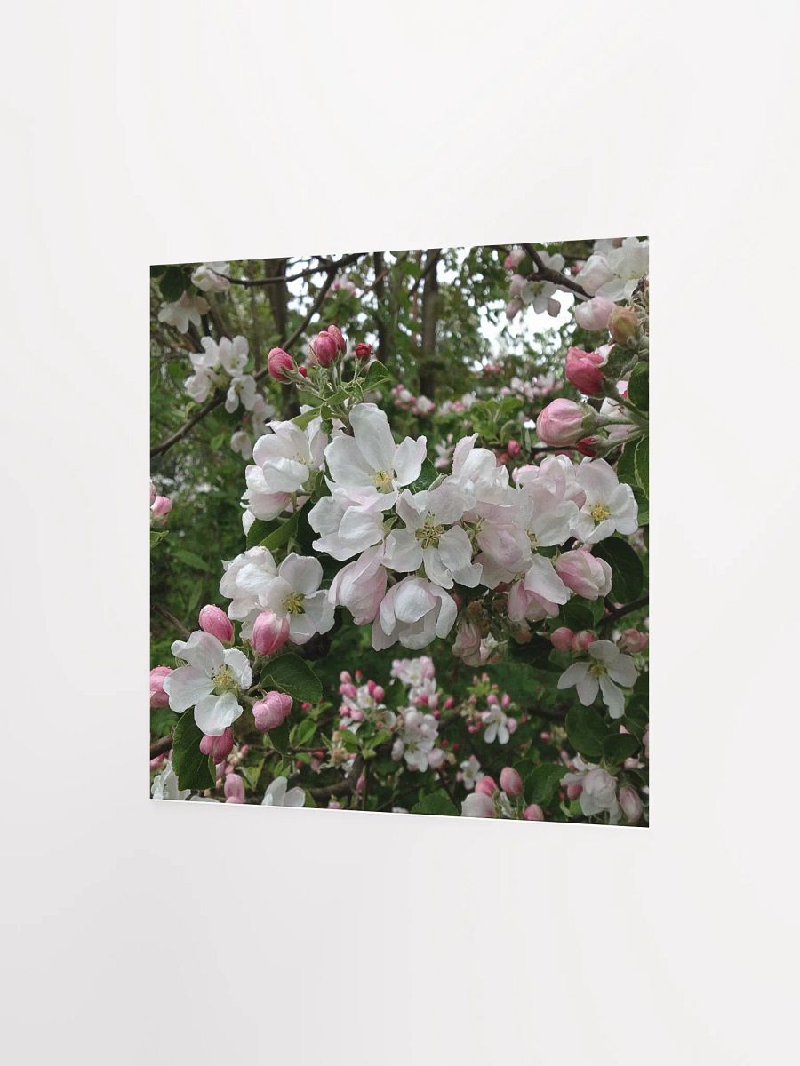Apple Blossoms I product image (2)