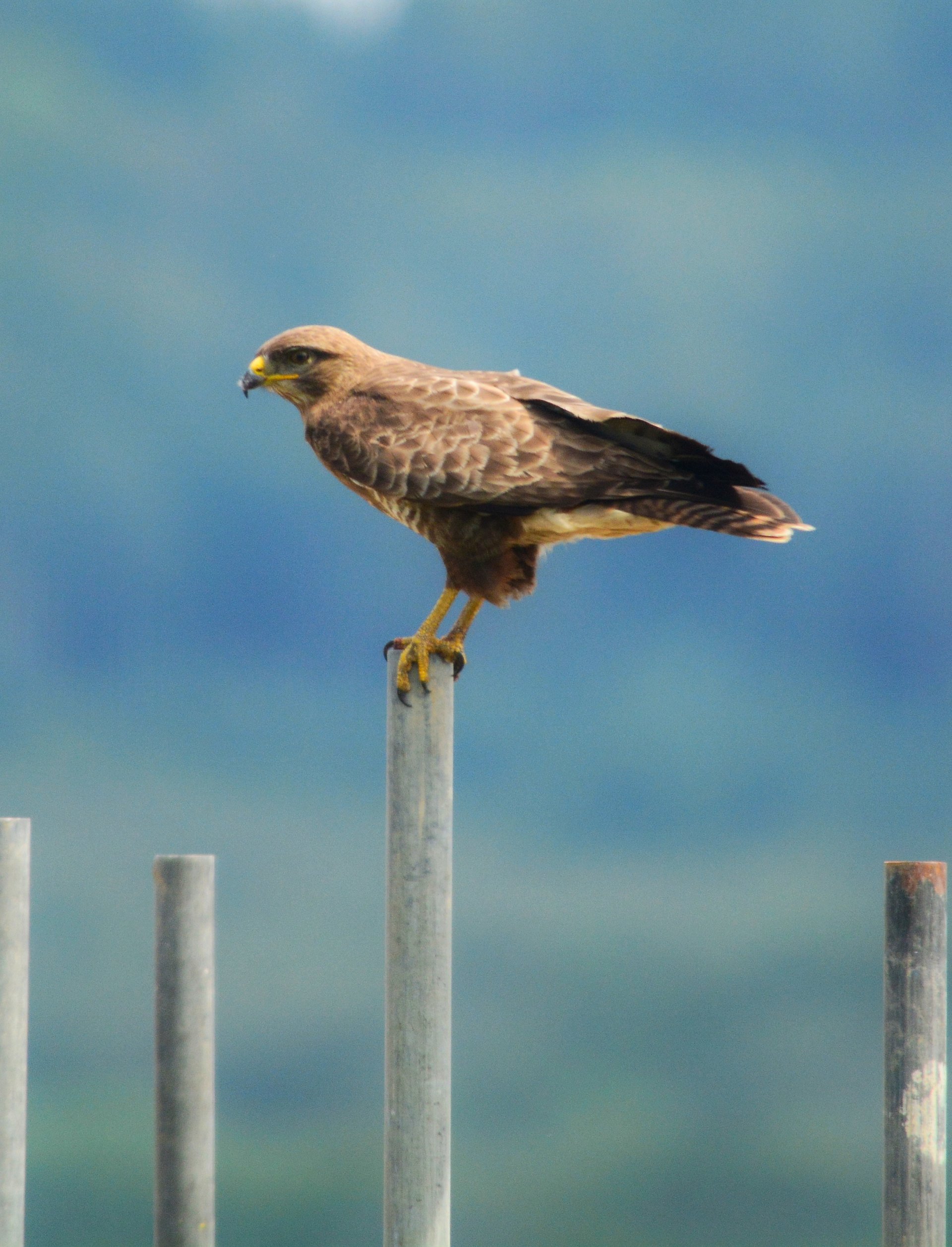 Bird of Prey product image (1)