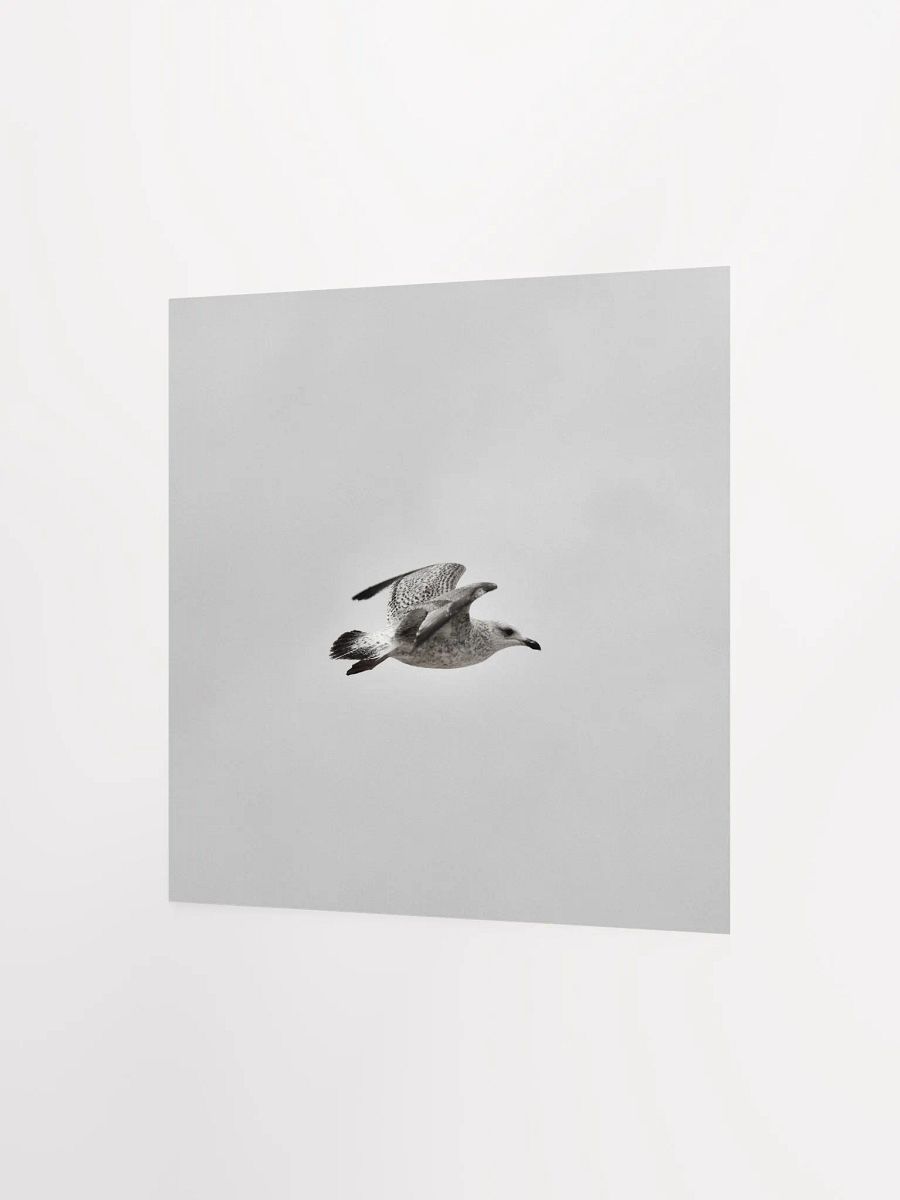 Young Gull in Flight BNW Square Poster product image (6)