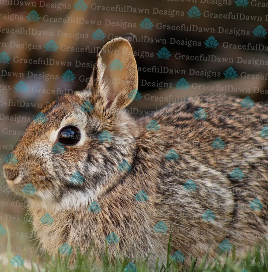 Comfy Rabbit product image (1)