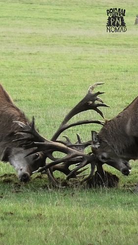 'Cervus Elaphus' - The Red Deer become incredibly territorial between Septembers End & November,

I was lucky enough to captu...