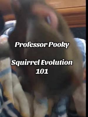 #squirrel #facts #pooky #education  #love #learn #knowledge # #evolution #professor #cute #♥️ #themoreyouknow @hippichic1969 @Lady and the Cat @Morty @PETE  @❤️‍🔥MoTherCluCKer❤️‍🔥 @Aimi @🐿️