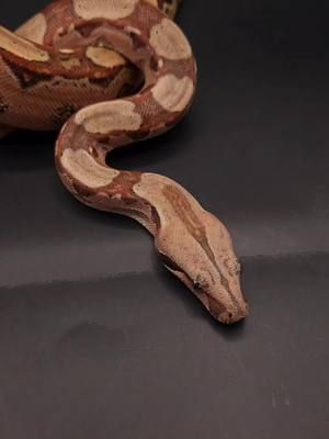 #Columbian #columbianboa #Barranquilla #Barranquillaboa #bci #boaconstrictor 