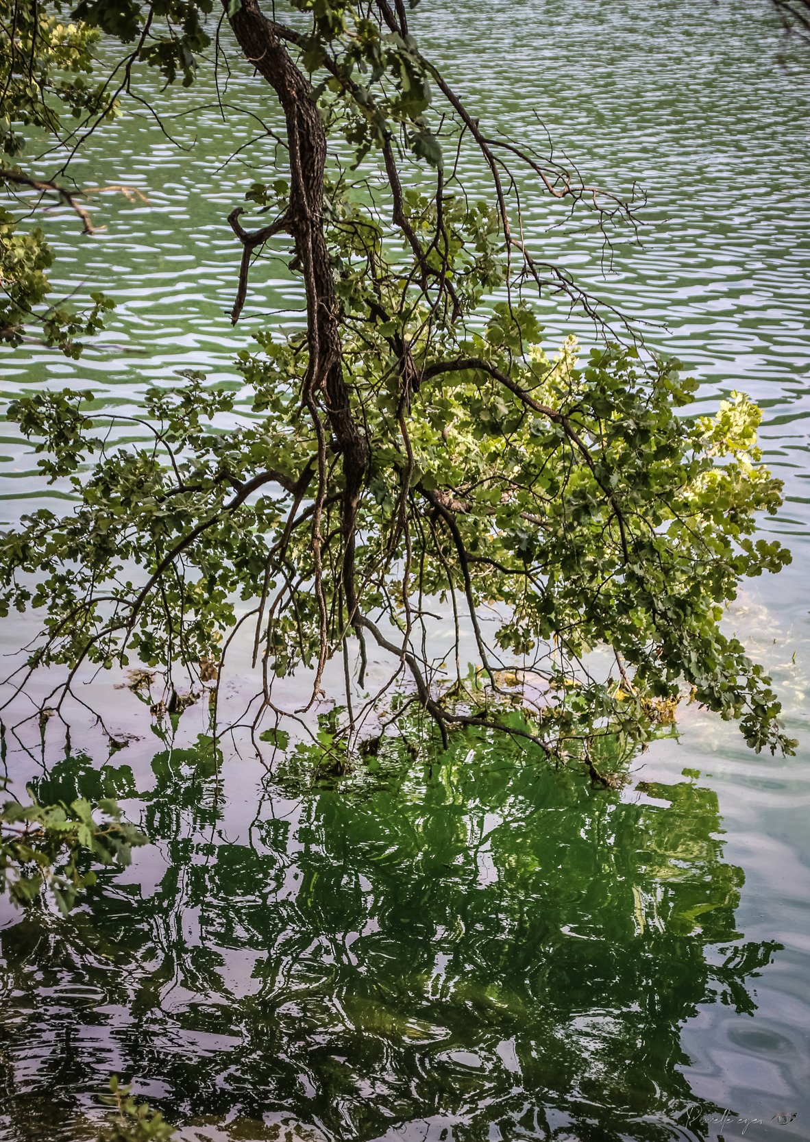 Fine Art - Reflections of Serenity - Lac de Carcès, France product image (1)