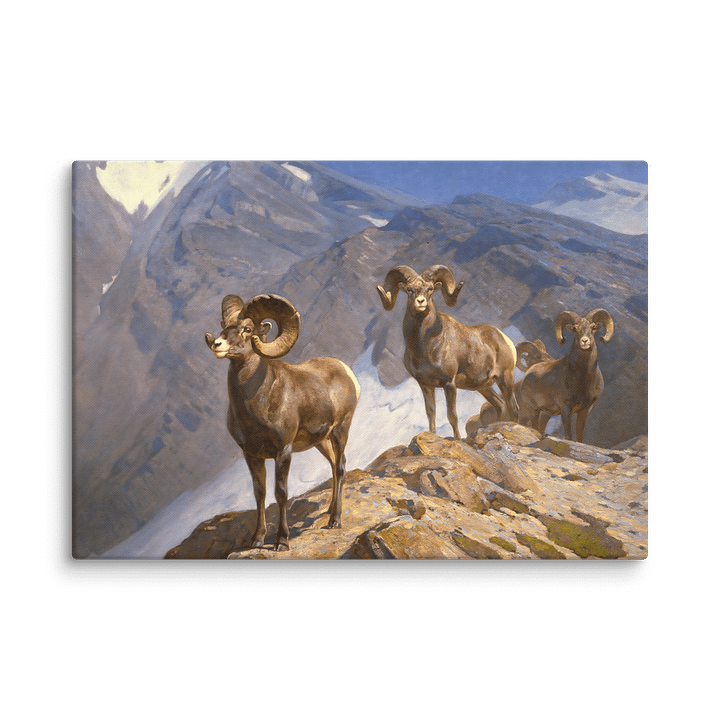 Bighorn Sheep Canvas Wall Art Print product image (3)