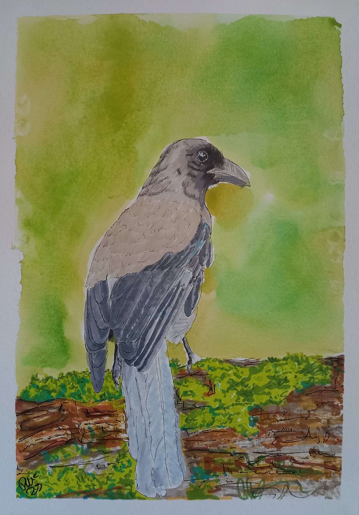 Original Art Series: Corvids [05] Grey Treepie product image (1)