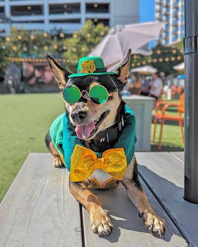 Whether you have the luck of the Irish☘️you yell Roll Tide🐘or you know a DGD🐶you won’t find a better spot to watch all the bi...