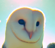 Owl Posting