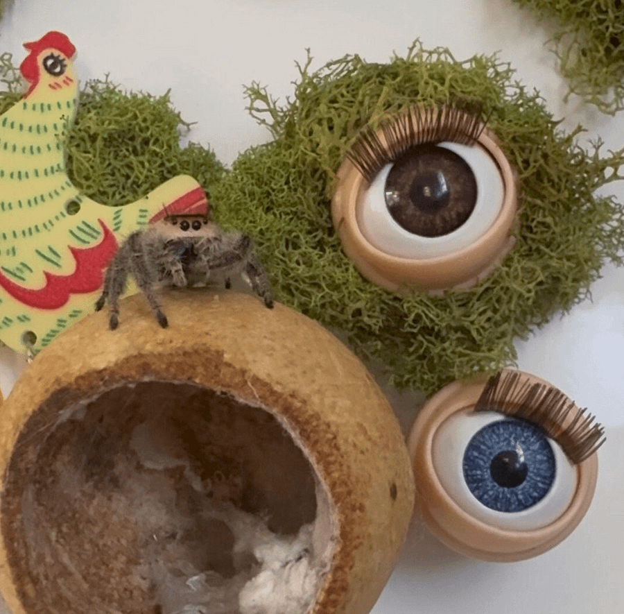 eye jumping spider decor/perch magnet product image (2)