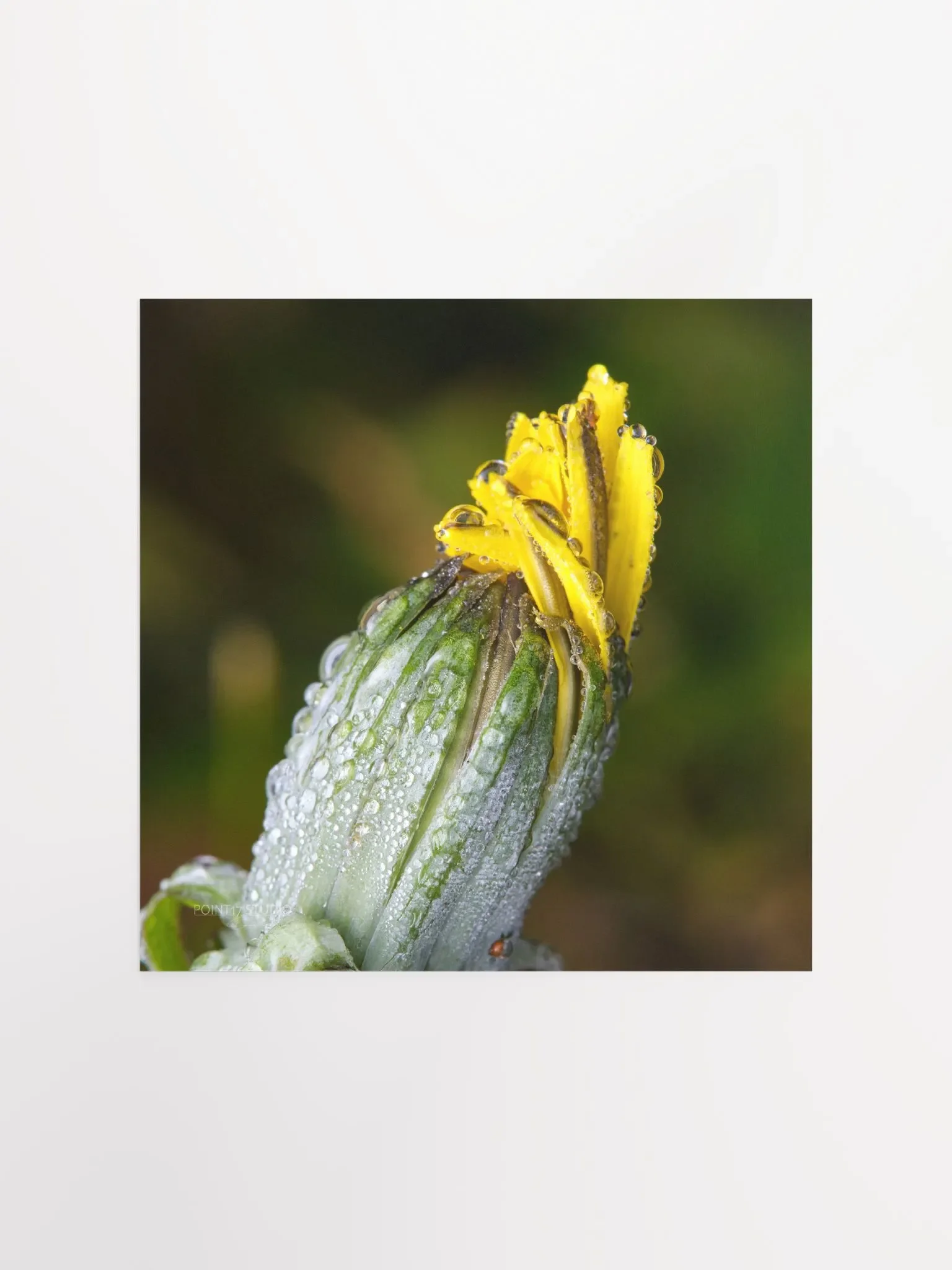 Dandelion #6 - Print product image (1)