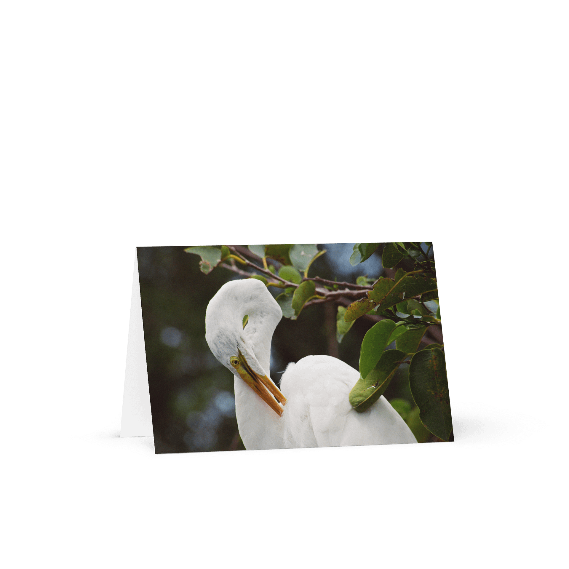 Egret "Postcard" product image (1)
