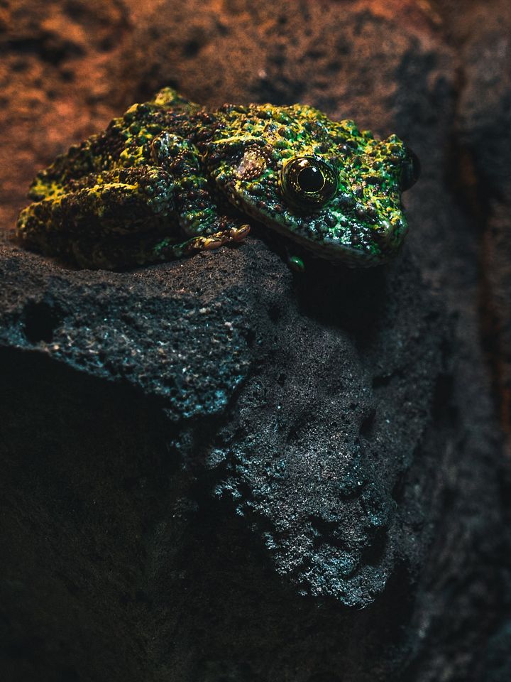 Mossy Tree Frog product image (1)