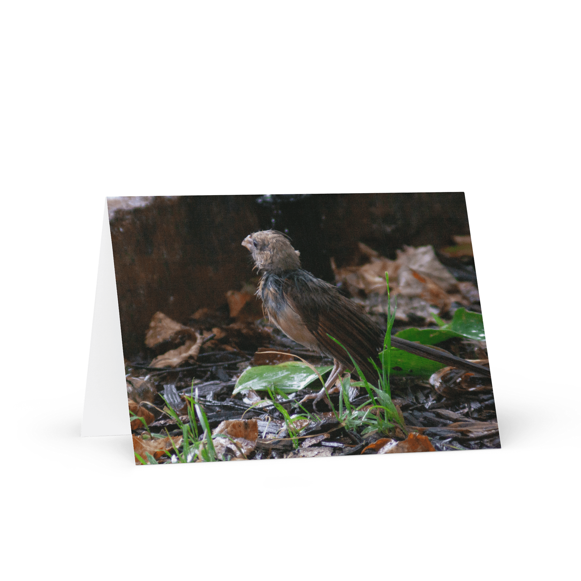 Rainy Day Bird Greeting Card product image (1)