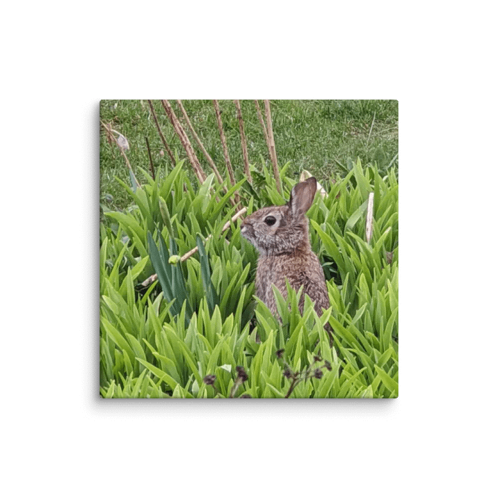 Brown Bunny product image (2)