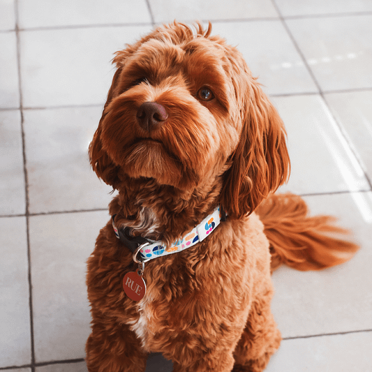 Studio Dog Collar product image (1)