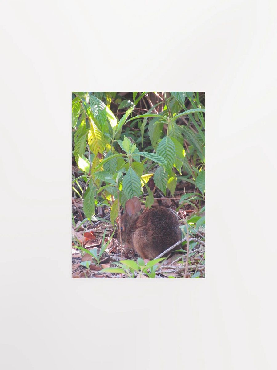 Marsh Rabbit product image (5)