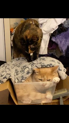 Cat mom
Mental, physical and educational issues 
Lost 4 loved ones in the last year
Therapy not included
No #supportsystem 
#...