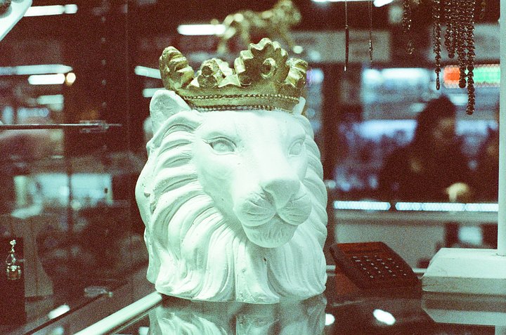 Lion Archival Print product image (1)