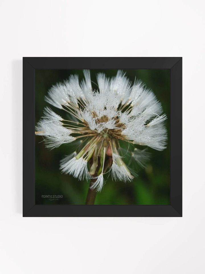 Dandelion #5 - Framed Print product image (1)