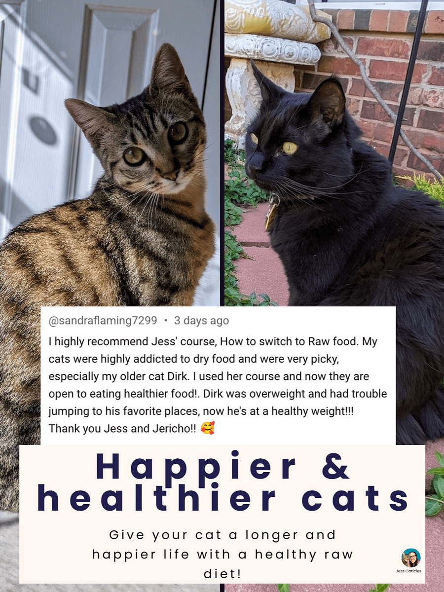Raw Cat Starter Pack Digital Magazine ~ Simple Raw Feeding Cats PDF Guide with 2 DIY Raw Recipes for Beginners product image (10)