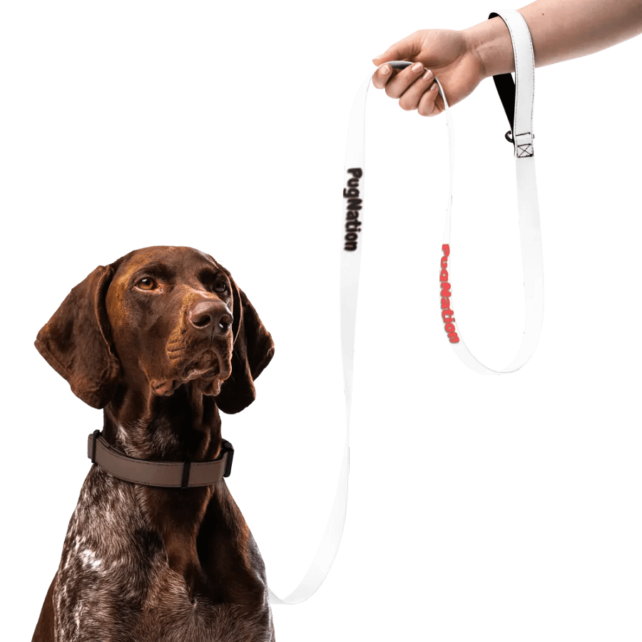 Pawsome Custom Print Pet Leash product image (7)