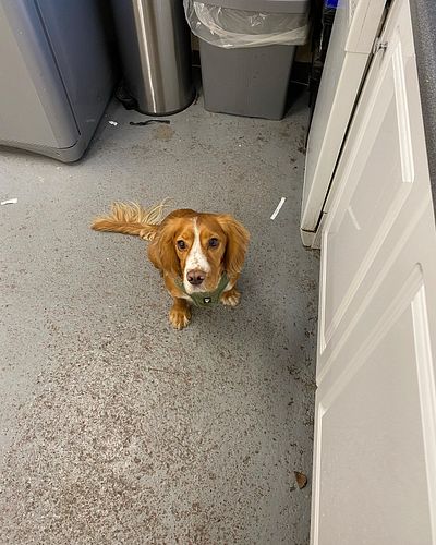 Sorry I haven’t posted on a while… to make up for it here is one of the dogs we have at work! Everyone, meet Bandit! This pup...