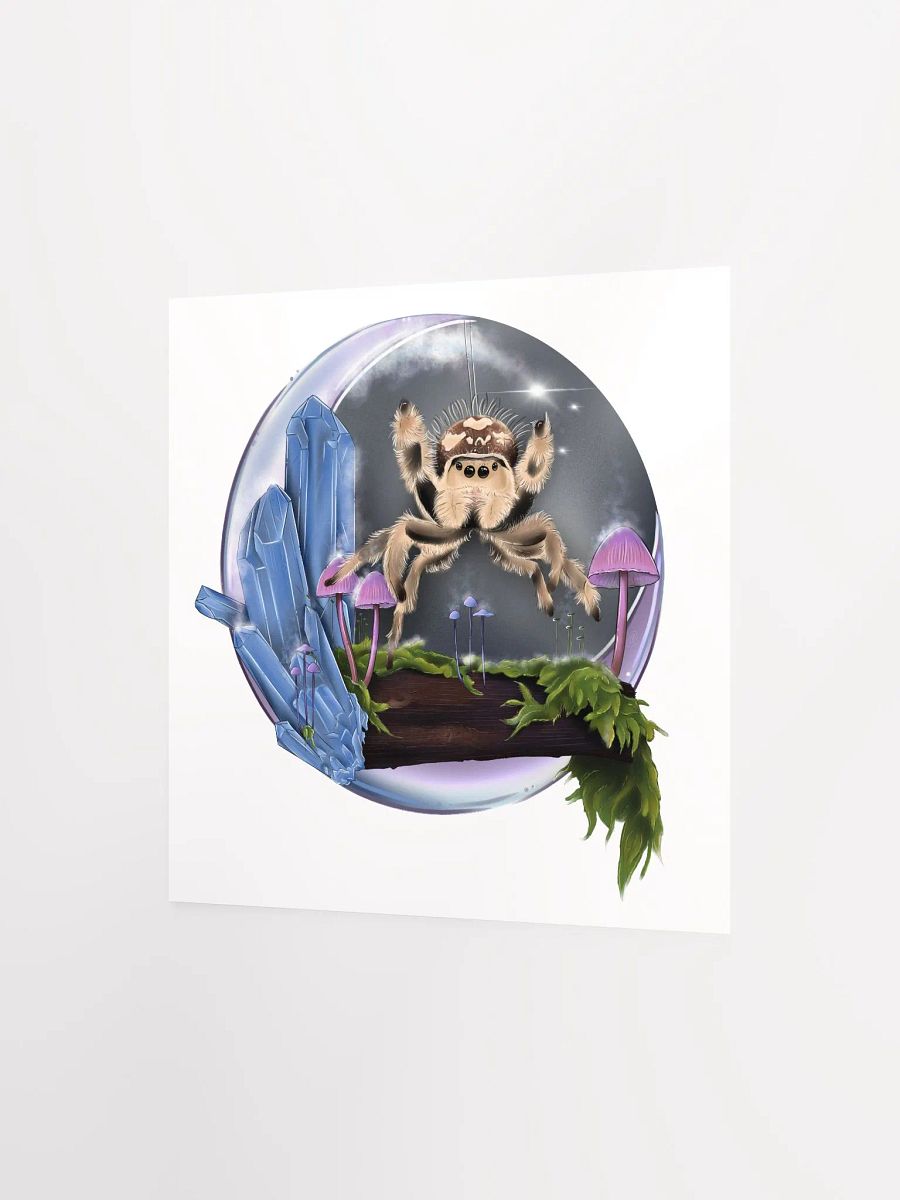 Phidippus regius product image (5)