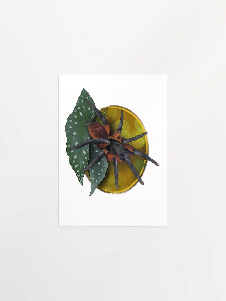 Davus sp Panama product image (2)