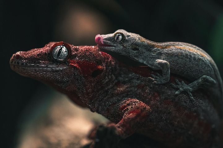 Mother And Son Gargoyle Geckos product image (1)