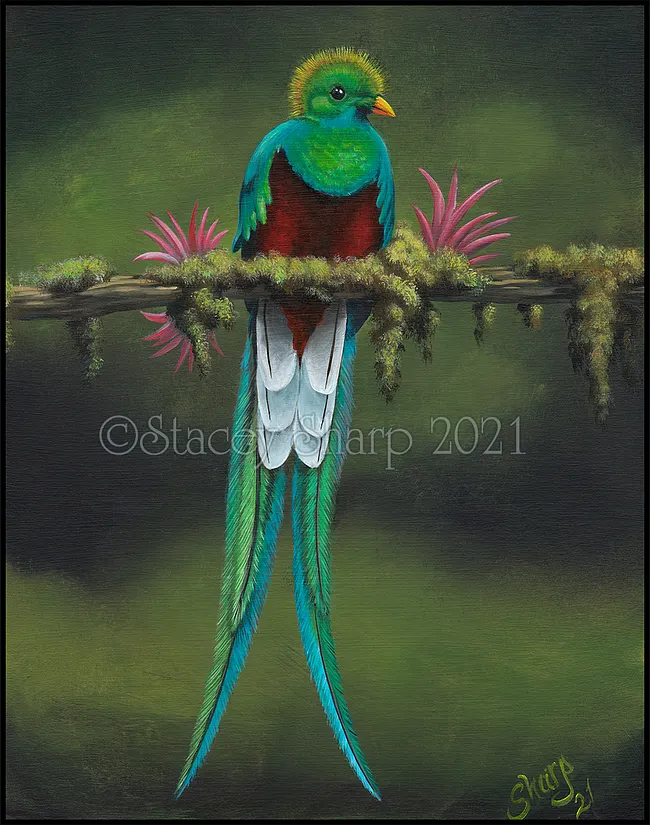 Resplendent Quetzal