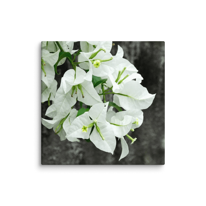 Bougainvillea flower - canvas print product image (1)