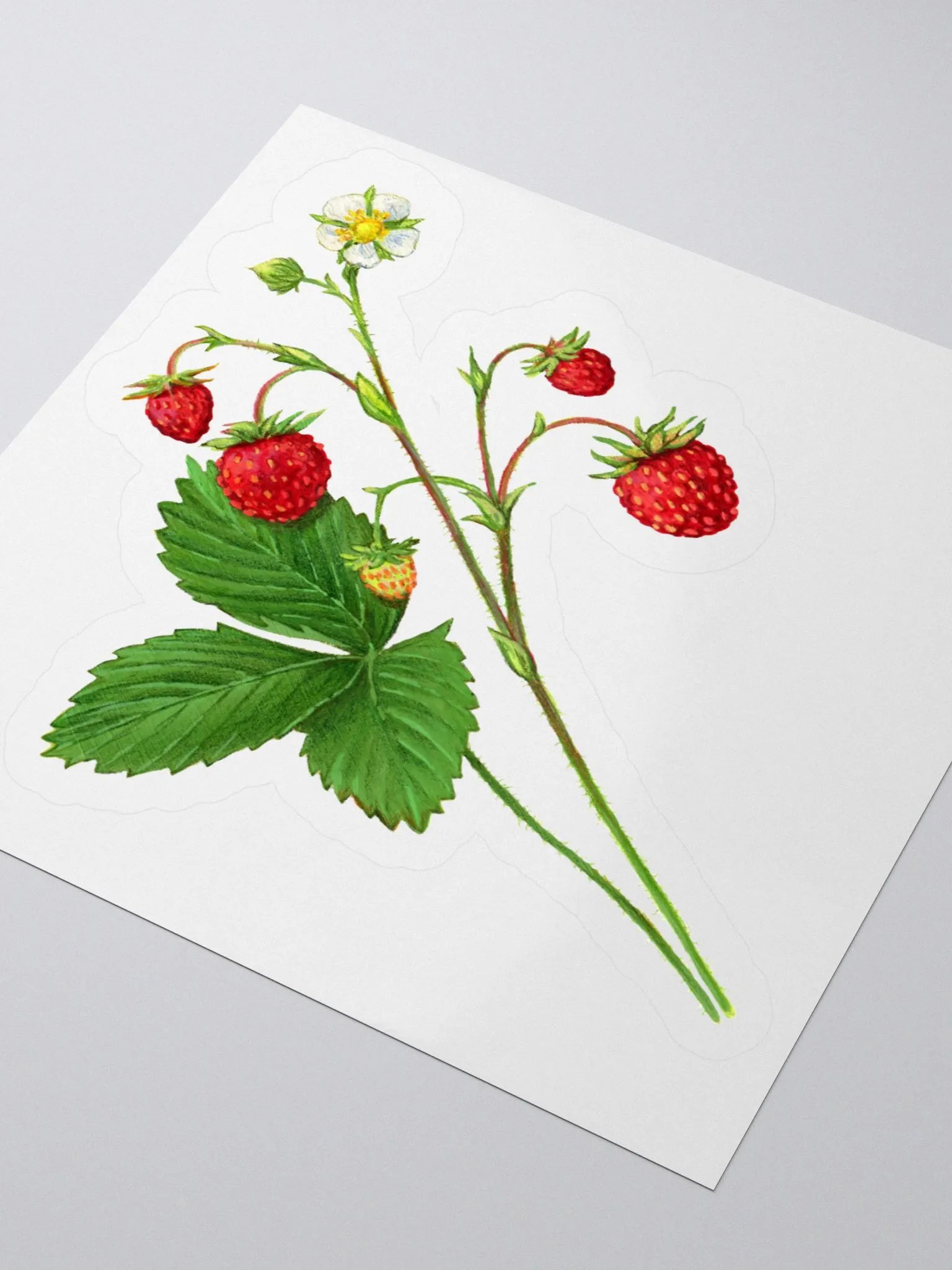 Wild strawberries illustration sticker product image (1)