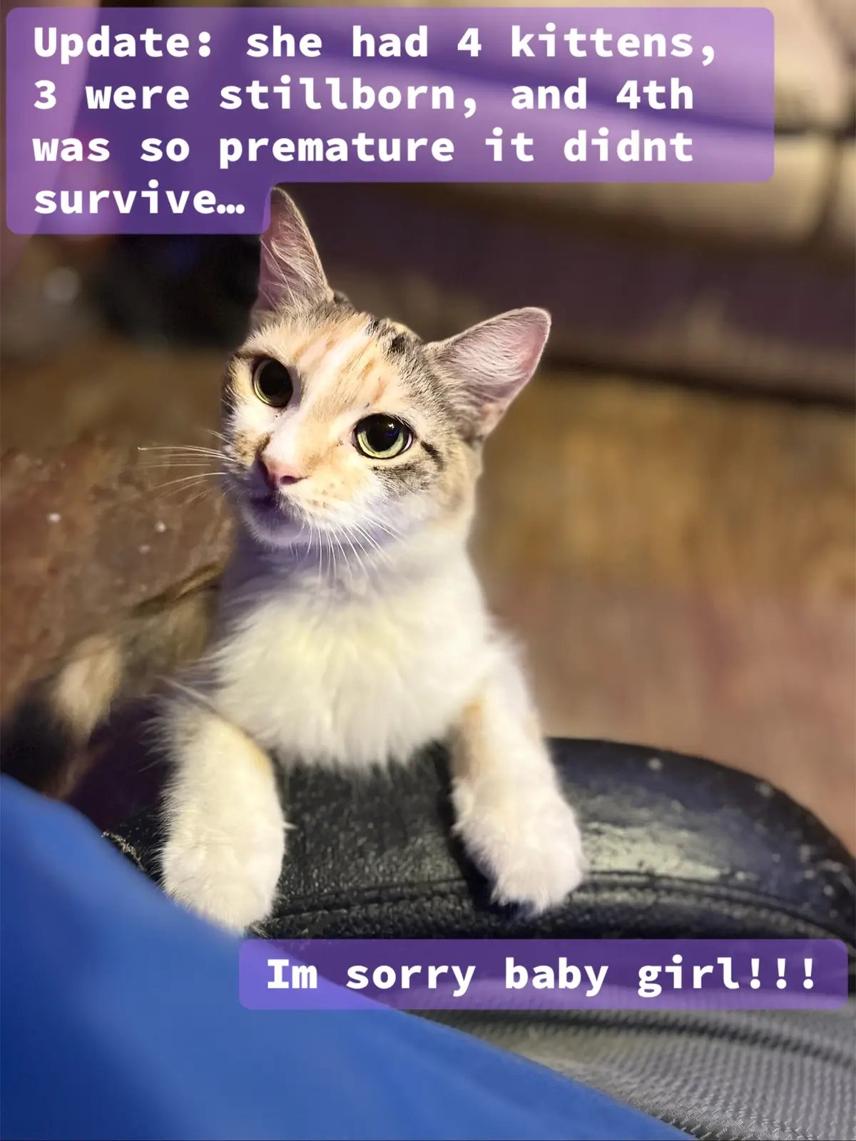 Update to my last video: Neptune had 4 kittens, first 3 were stillborns, and the last one was so premature it didnt make it… im sorry baby girl!!! Song: #onlygodknowswhy by #kidrock   #neptunethecat #neptune #kittensoftiktok #kittens #fyp #catsoftiktok #cats