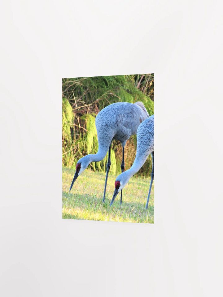 Sandhill Crane product image (22)