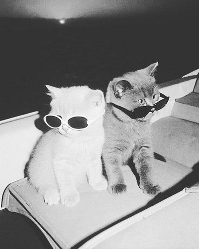 CHILLIN' WITH MY BUD🐈‍⬛ TAG YOURS🖤

STAY WILD, STAY FAM
JOIN THE CAT SPIRIT COMMUNITY
JOIN THE FAM - @kidsfamm 

KIDSFAM PREM...