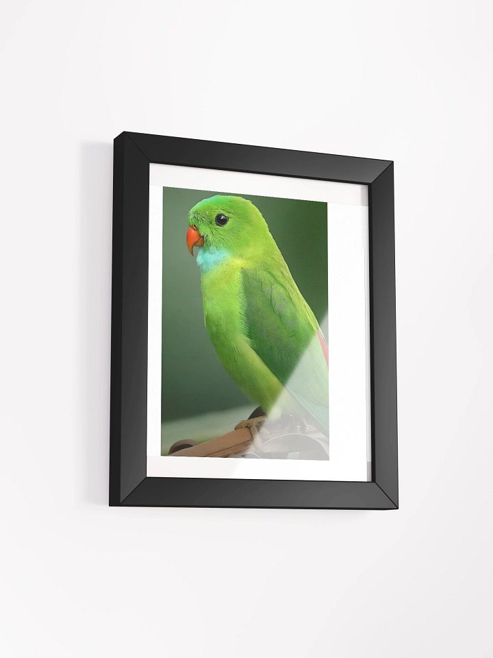 Framed High-Quality Matte Poster (in) Charming Parakeets product image (20)