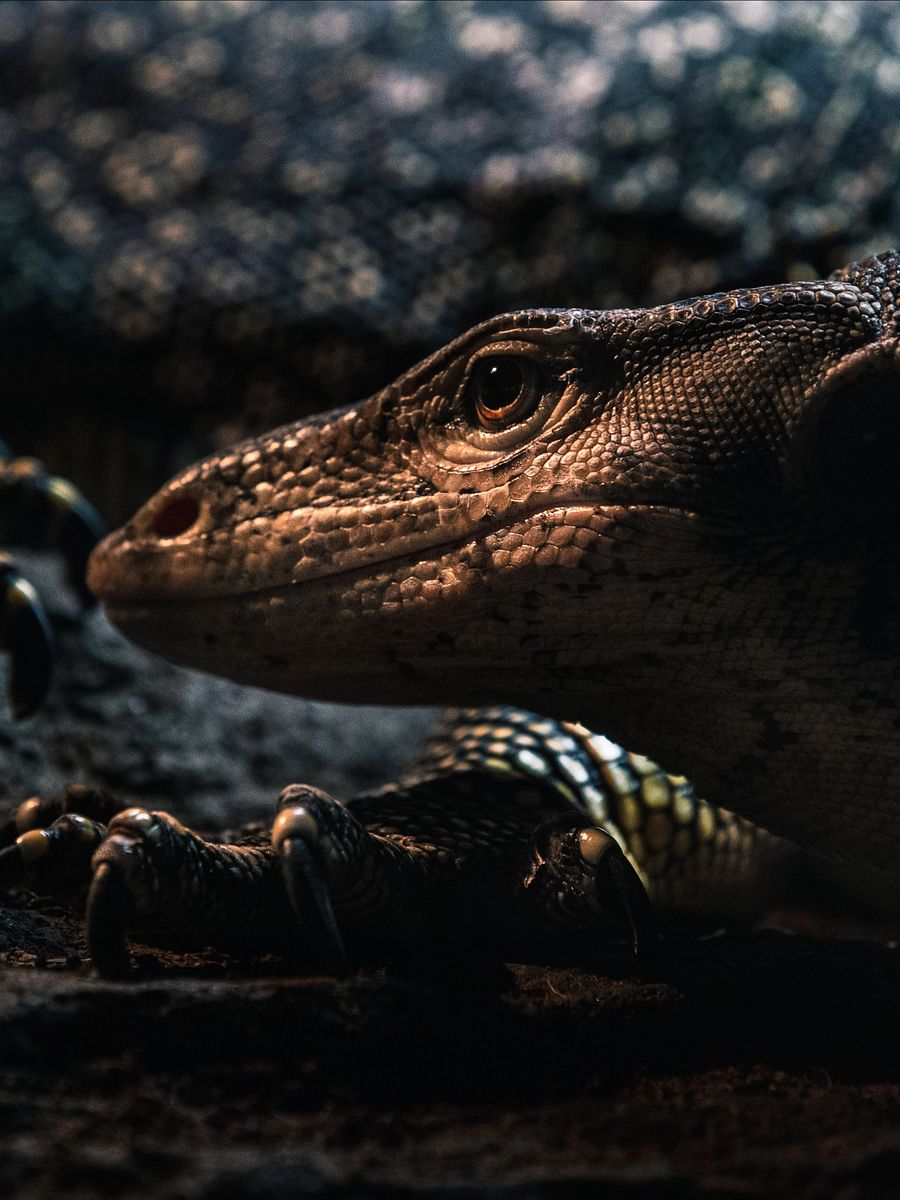 Asian Water Monitor Cave product image (1)