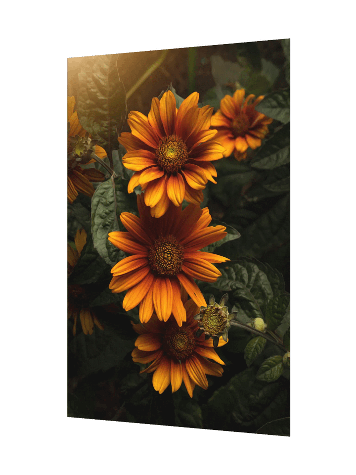 Sunny Orange Flowers in Golden Light product image (2)