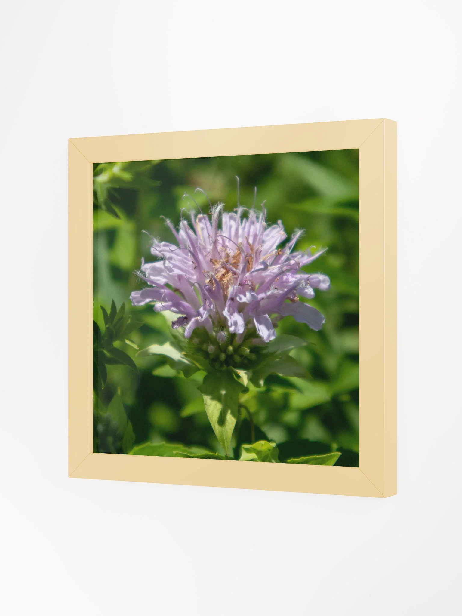 Purple Bee Balm Flower - Wood Framed Matte Poster 10 x 10 - Variety Colors product image (2)