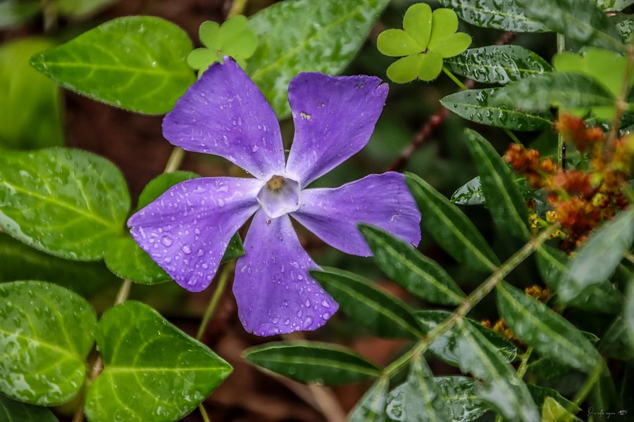 🌸 Fine Art – The Hidden Periwinkle product image (1)