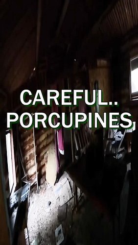 Inside an old cabin where porcupines roam, Grant even finds fresh quills on the floor. #PorcupineWarning #BackcountryFinds #N...