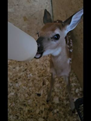 The milkshake man deer edit.  #deer #fawn #babydeer #deertiktok #edit  #gotmilk #gotmilkchallenge 