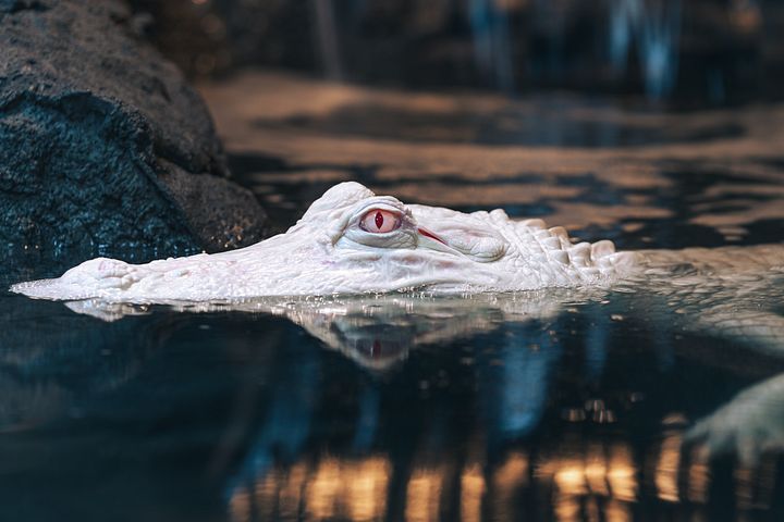 Albino Alligator In Water #2 product image (1)