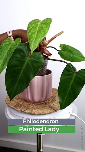 Philodendron Painted Lady looked really good in leca. I live this plant because it helps me explain that not all plants roots...