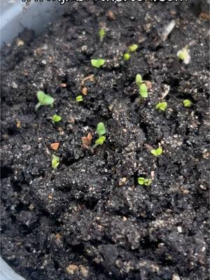 Why do people say lavender is so hard to grow from seed? #lavenderseedmethod #lavenderseedhack #cottagegardenstyle 